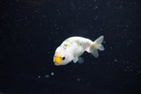 Baby Ranchu  Calico 2.5 Inch (ID#1108R9c-35) Free2Day SHIPPING