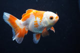 Baby Thai Oranda  Red White 3.5 Inch (ID#408TPTA-85) Free2Day SHIPPING