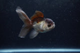 Baby Thai Oranda  Panda 4 Inch (ID#1217ToPTA-20) Free2Day SHIPPING