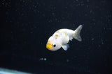 Baby Ranchu  Calico 2.5 Inch (ID#1108R9c-35) Free2Day SHIPPING