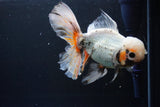 Thai Oranda  Tricolor 6.5 Inch (ID#1008R12c-121) Free2Day SHIPPING