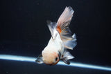 Thai Oranda  Tricolor 6.5 Inch (ID#1008R12c-121) Free2Day SHIPPING