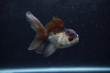 Baby Thai Oranda  Panda 4 Inch (ID#1217ToPTA-20) Free2Day SHIPPING