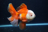 Thai Oranda  Red White 6 Inch (ID#228To7b-116)