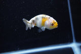 Baby Ranchu  Calico 2.5 Inch (ID#1108R9c-35) Free2Day SHIPPING