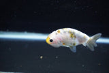 Baby Ranchu  Calico 2.5 Inch (ID#1108R9c-35) Free2Day SHIPPING