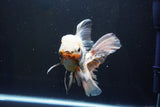 Thai Oranda  Tricolor 6.5 Inch (ID#1008R12c-121) Free2Day SHIPPING