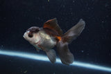 Baby Thai Oranda  Panda 4 Inch (ID#1217ToPTA-20) Free2Day SHIPPING