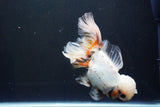 Thai Oranda  Tricolor 6.5 Inch (ID#1008R12c-121) Free2Day SHIPPING