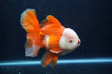 Thai Oranda  Red White 6 Inch (ID#228To7b-116)