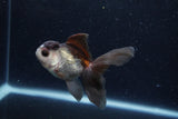 Baby Thai Oranda  Panda 4 Inch (ID#1217ToPTA-20) Free2Day SHIPPING