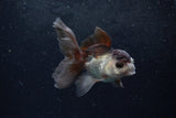 Baby Thai Oranda  Panda 4 Inch (ID#1217ToPTA-20) Free2Day SHIPPING