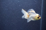 Baby Thai Oranda  Panda 3 Inch (ID#1011ToPTA-35) Free2Day SHIPPING