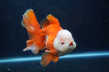 Thai Oranda  Red White 6 Inch (ID#228To7b-116)
