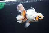 Thai Oranda  Tricolor 6.5 Inch (ID#1008R12c-121) Free2Day SHIPPING