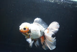 Thai Oranda  Tricolor 6.5 Inch (ID#1008R12c-121) Free2Day SHIPPING