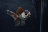 Baby Thai Oranda  Panda 4 Inch (ID#1217ToPTA-20) Free2Day SHIPPING