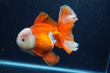 Thai Oranda  Red White 6 Inch (ID#228To7b-116)