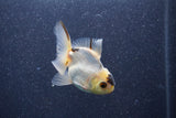 Baby Thai Oranda  Panda 3 Inch (ID#1011ToPTA-35) Free2Day SHIPPING