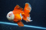 Thai Oranda  Red White 6 Inch (ID#228To7b-116)