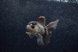 Baby Thai Oranda  Panda 4 Inch (ID#1217ToPTA-20) Free2Day SHIPPING