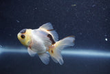 Baby Thai Oranda  Panda 3 Inch (ID#1011ToPTA-35) Free2Day SHIPPING