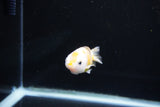 Baby Ranchu  Calico 2.5 Inch (ID#1108R9c-36) Free2Day SHIPPING