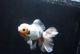 Thai Oranda  Tricolor 6.5 Inch (ID#1008R12c-121) Free2Day SHIPPING