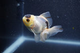 Baby Thai Oranda  Panda 3 Inch (ID#1011ToPTA-35) Free2Day SHIPPING