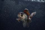 Baby Thai Oranda  Panda 4 Inch (ID#1217ToPTA-20) Free2Day SHIPPING