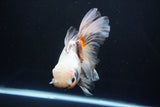 Thai Oranda  Tricolor 6.5 Inch (ID#1008R12c-121) Free2Day SHIPPING