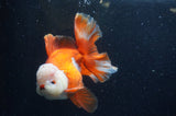 Thai Oranda  Red White 6 Inch (ID#228To7b-116)