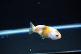 Baby Ranchu  Calico 2.5 Inch (ID#1108R9c-36) Free2Day SHIPPING