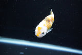 Baby Ranchu  Calico 2.5 Inch (ID#1108R9c-36) Free2Day SHIPPING