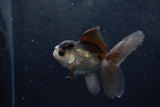 Baby Thai Oranda  Panda 4 Inch (ID#1217ToPTA-20) Free2Day SHIPPING