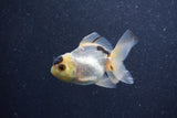 Baby Thai Oranda  Panda 3 Inch (ID#1011ToPTA-35) Free2Day SHIPPING