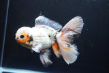 Thai Oranda  Tricolor 6.5 Inch (ID#1008R12c-121) Free2Day SHIPPING