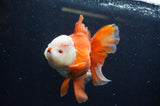 Thai Oranda  Red White 6 Inch (ID#228To7b-116)