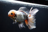 Thai Oranda  Tricolor 6.5 Inch (ID#1008R12c-121) Free2Day SHIPPING