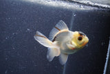 Baby Thai Oranda  Panda 3 Inch (ID#1011ToPTA-35) Free2Day SHIPPING