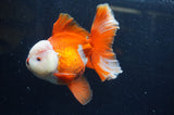Thai Oranda  Red White 6 Inch (ID#228To7b-116)