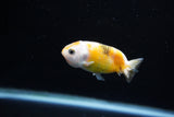 Baby Ranchu  Calico 2.5 Inch (ID#1108R9c-36) Free2Day SHIPPING