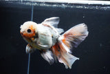 Thai Oranda  Tricolor 6.5 Inch (ID#1008R12c-121) Free2Day SHIPPING