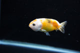 Baby Ranchu  Calico 2.5 Inch (ID#1108R9c-36) Free2Day SHIPPING