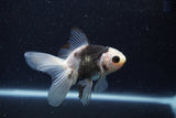 Baby Thai Oranda  Panda 3.5 Inch (ID#1217ToPTA-21) Free2Day SHIPPING