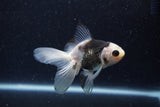 Baby Thai Oranda  Panda 3.5 Inch (ID#1217ToPTA-21) Free2Day SHIPPING