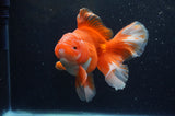 Thai Oranda  Red White 5.5 Inch (ID#228To7b-117)