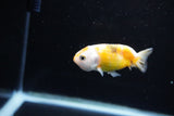 Baby Ranchu  Calico 2.5 Inch (ID#1108R9c-36) Free2Day SHIPPING