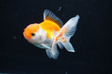 Baby Thai Oranda  Red White 3 Inch (ID#408TPTA-87) Free2Day SHIPPING