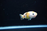 Baby Ranchu  Calico 2.5 Inch (ID#1108R9c-36) Free2Day SHIPPING